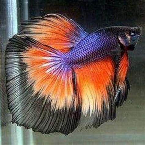 an orange and blue siamese fish in a tank