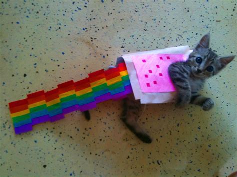 Nyan Cat Costume For Cats