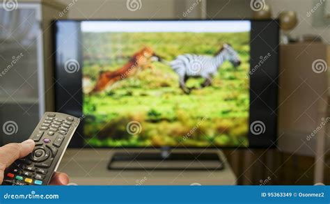 Watching Wildlife Documentary at Home Stock Image - Image of equipment ...