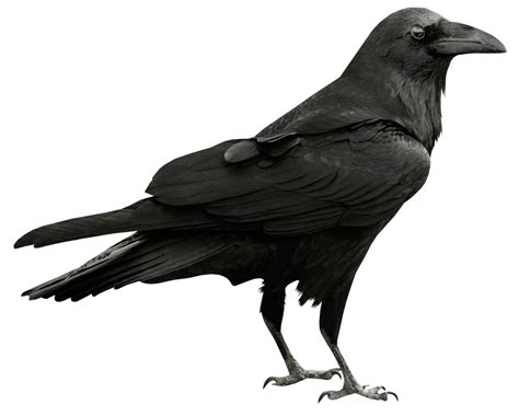 Crow clipart side view, Crow side view Transparent FREE for download on ...