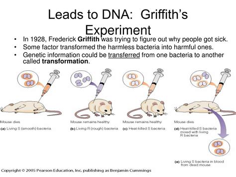 PPT - Leads to DNA: Griffith’s Experiment PowerPoint Presentation, free download - ID:3829857