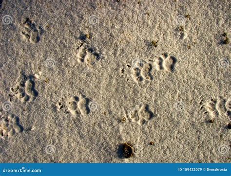 Badger - Tracks in the Snow Stock Image - Image of hind, footprints: 159422079