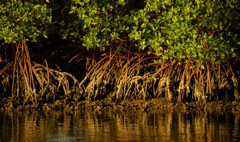 Respiratory Roots Mangrove