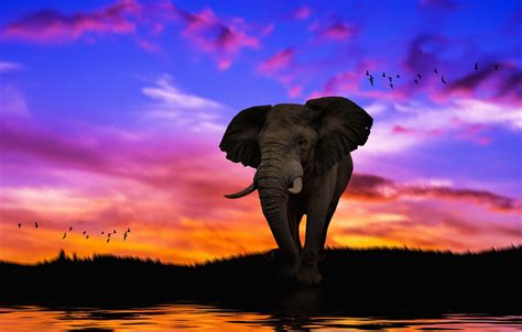 Wallpaper the sky, sunset, rendering, elephant, art, photoart images ...