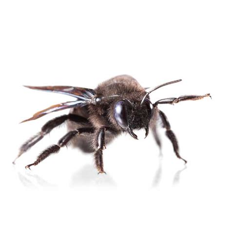 Carpenter Bee Identification, Habits & Behavior | Florida Pest Control