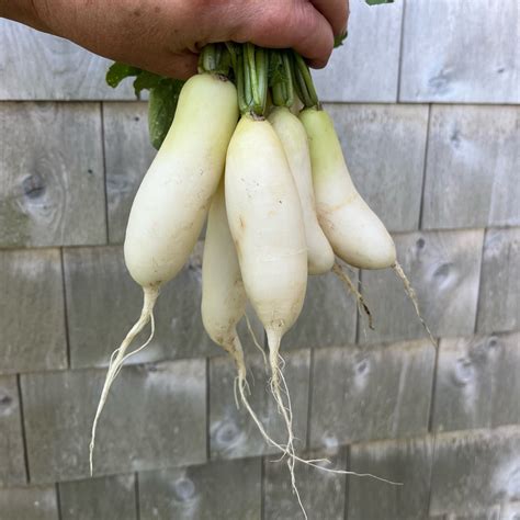 White Icicle Radish – Revival Seeds