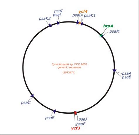 Synechocystis sp. PCC 6803 genome. Positions of genes coding for ...