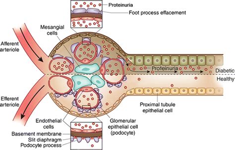 Glomerular Basement Membrane Layers