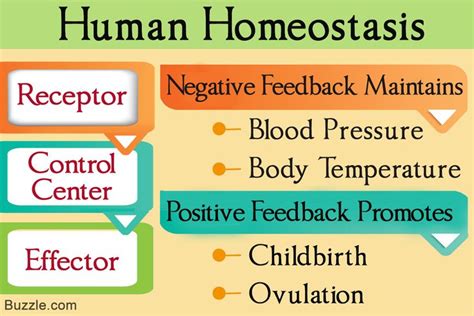 Understanding Negative and Positive Feedback in Homeostasis | Basic anatomy and physiology ...