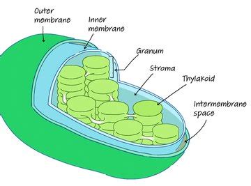 Chloroplast: Definition, Structure & Function (with Diagram) | Sciencing