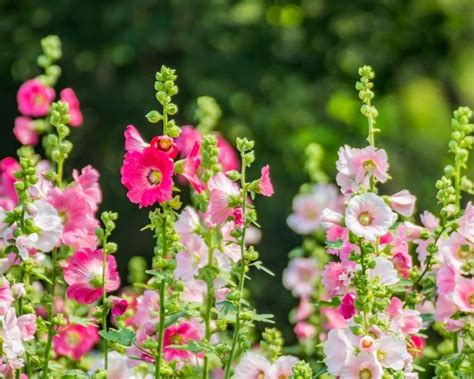 Flowers for the Winter and Spring Garden | Yates Gardening