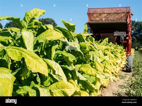 Harvesting tobacco leaves with harvester tractor. Tobacco plantation. Growing tobacco ...