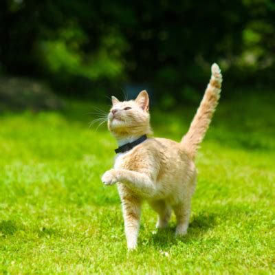 6 Best Cat Flea Collars Review in (2021)-Keep Pesky Pests at Bay