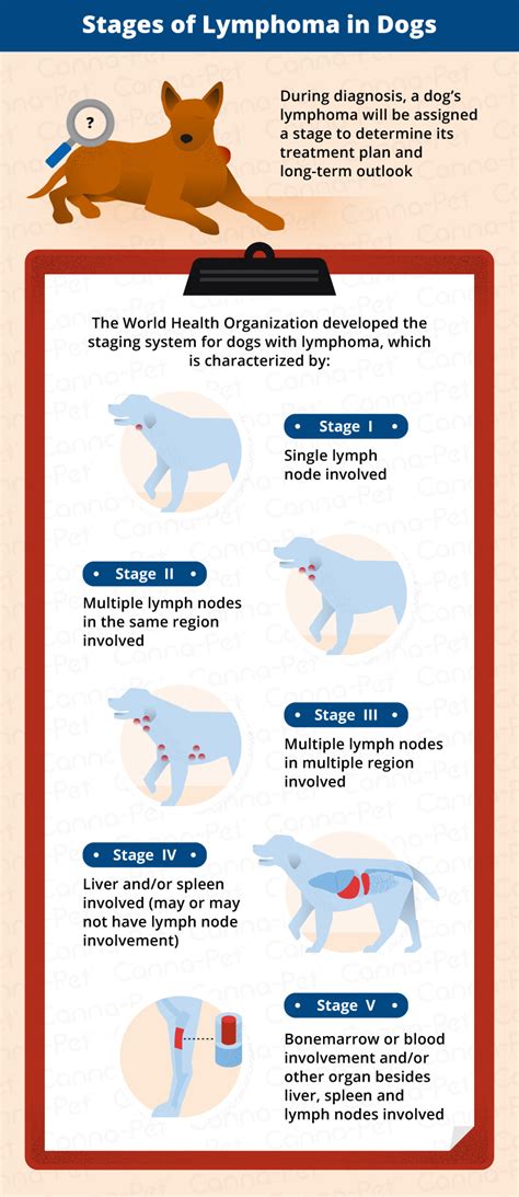 Canine Lymphoma Symptoms Dogs