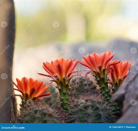 Orange Cacti Flowers Blooming in Spring Sunshine in AZ Desert. Stock Image - Image of floral ...