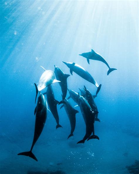 Swimming with Wild Dolphins On Oahu, Hawaii - Dolphin Experience