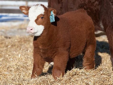 23 best Fluffy Cows images on Pinterest | Cow, Fluffy cows and Farm animals