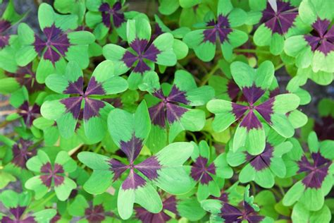 How to Grow & Care for Oxalis Plants (Shamrock) | Garden Design