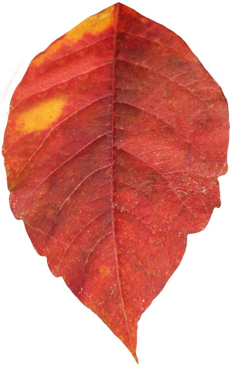 red autumn PNG leaf