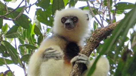 Silky Sifaka Archives - The Lemur Conservation Foundation