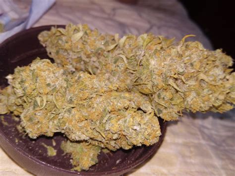 Black Russian Strain Info / Black Russian Weed By Delicious Seeds ...