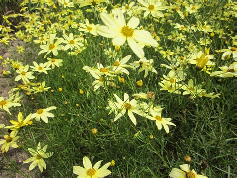 coreopsis...tickseed...moonbeam | Tickseed, Flower garden, Plants