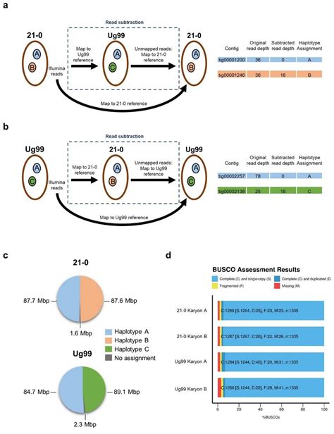 | Haplotype assignment by read subtraction and mapping process. a ...
