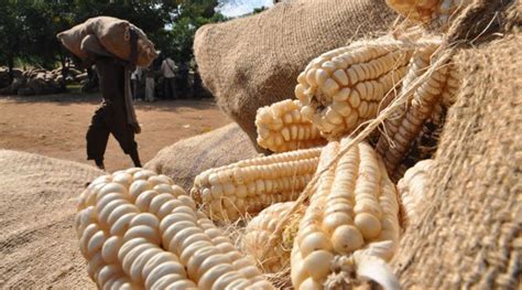 Maize Production – An Interesting Small Business Opportunity You Should ...