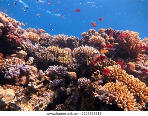 Red Sea Fish Coral Reef Stock Photo 2223598215 | Shutterstock