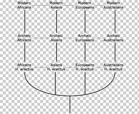 Multiregional Origin Of Modern Humans Recent African Origin Of Modern ...