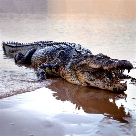 National Geographic India on Instagram: “Who said big scary crocs don’t need help sometimes? 🐊 ...