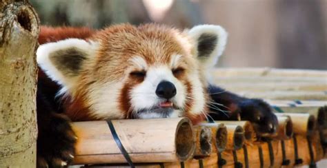 800+ Red Panda Names Cute & Unique Red Panda Name