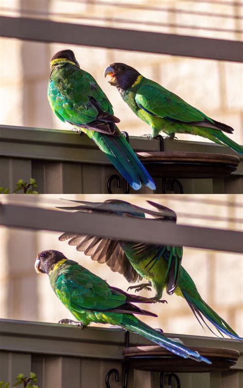 Baby Ringneck Parrot politely asking dad to share his apple slice. : r/AustralianBirds