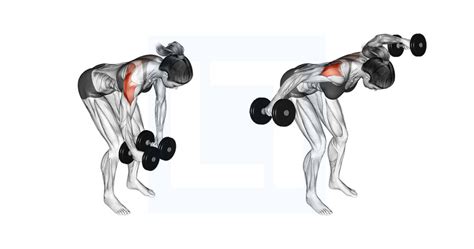 Dumbbell Rear Delt Fly - Guide, Benefits, and Form