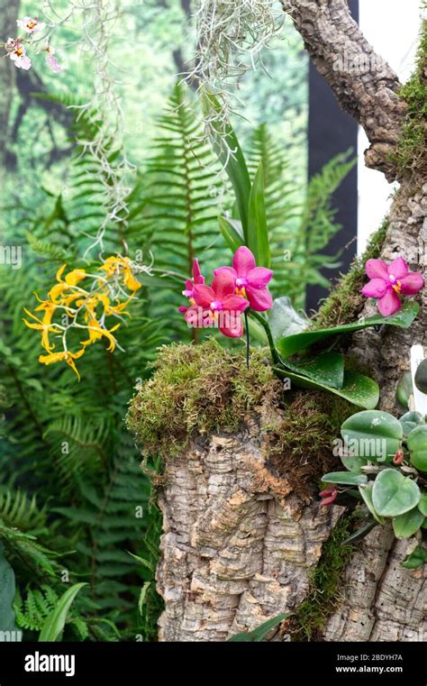 Phalaenopsis orchids and epiphytic orchids Stock Photo - Alamy