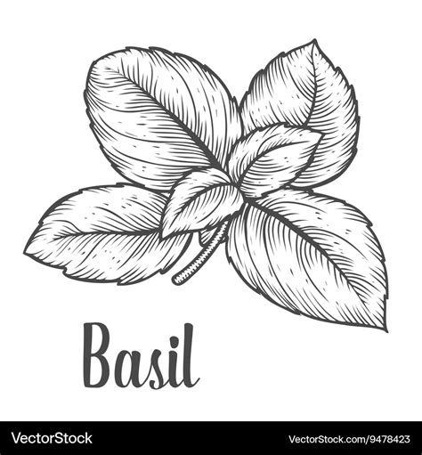 Basil herb Royalty Free Vector Image - VectorStock