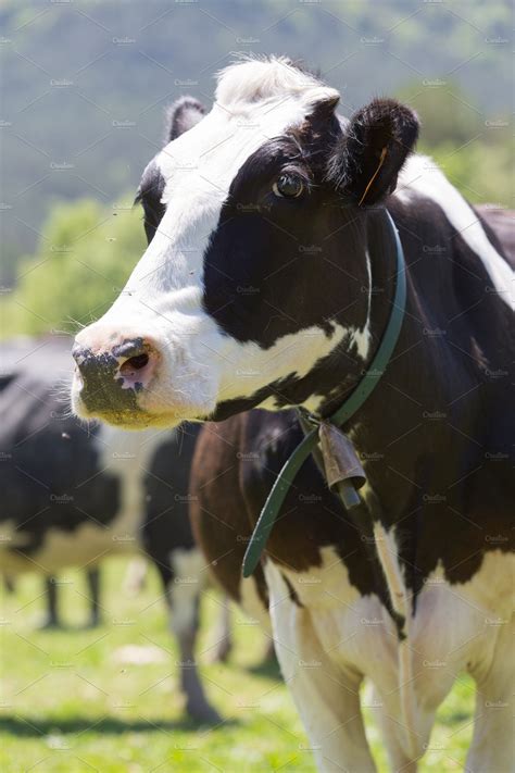 Friesian cow | Animal Stock Photos ~ Creative Market