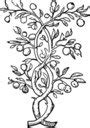 Free branches of a tree Clipart | FreeImages