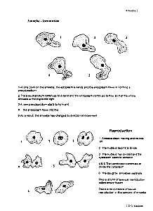 amoeba reproduction | newphotos