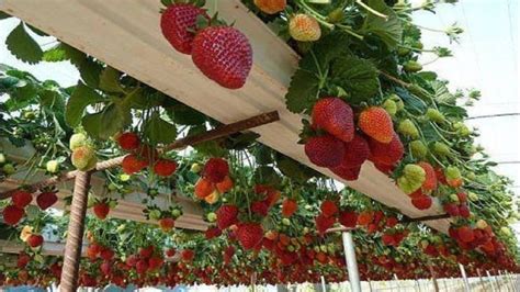 How To Farming Strawberry ? Strawberry Cultivation Technology and Strawberry Harvest - YouTube