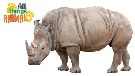 RHINO: Animals for children. Kids videos. Kindergarten | Preschool ...