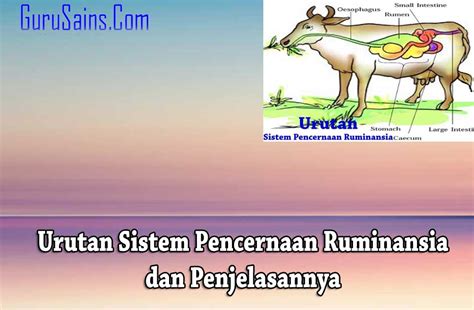 √ 10 Urutan Saluran Pencernaan Ruminansia dan Penjelasannya | Guru Sains