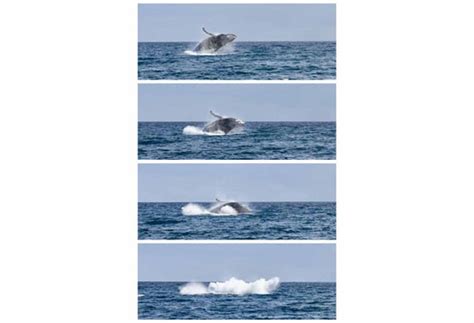 Whale Watching Photos - Narooma Charters