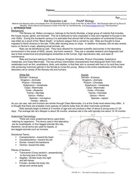 Rat Dissection Diagram Labeled