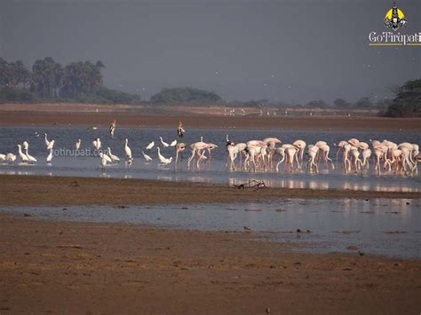 GoTirupati: Pulicat Lake Bird Sanctuary Nellore