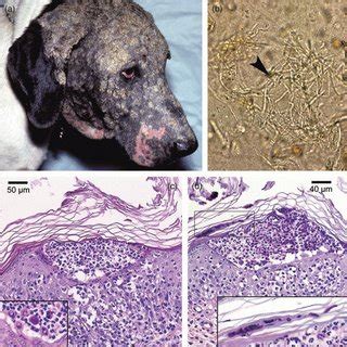 What Causes Impetigo In Dogs