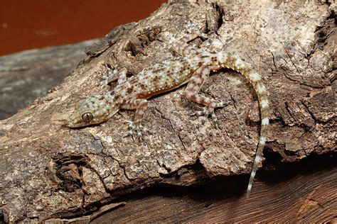 Hemidactylus Chipkali: New species of lizard discovered