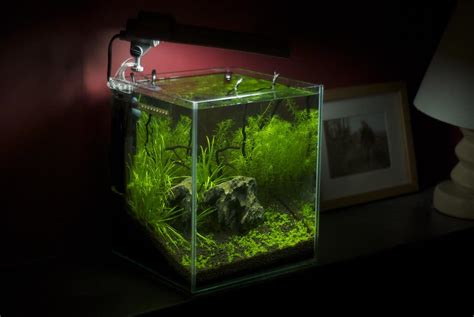 Best Small Aquariums 2023 [UPDATED] (2023)