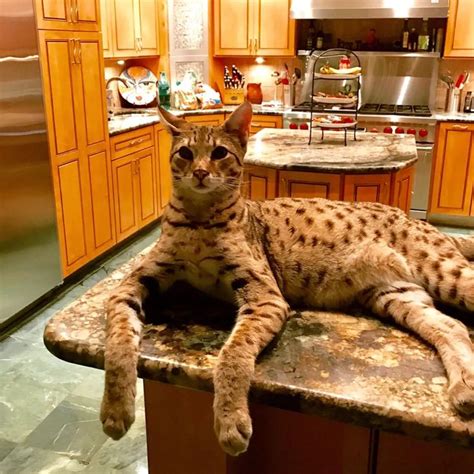 15+ Pics That Are More Fascinating Than They Seem | Domestic cat breeds ...