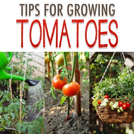 Tips for Growing Tomatoes {Tomato Garden Tips} - The Cottage Market